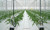 Агротекстиль Agrojutex белый 130г/м2 - 1x100м