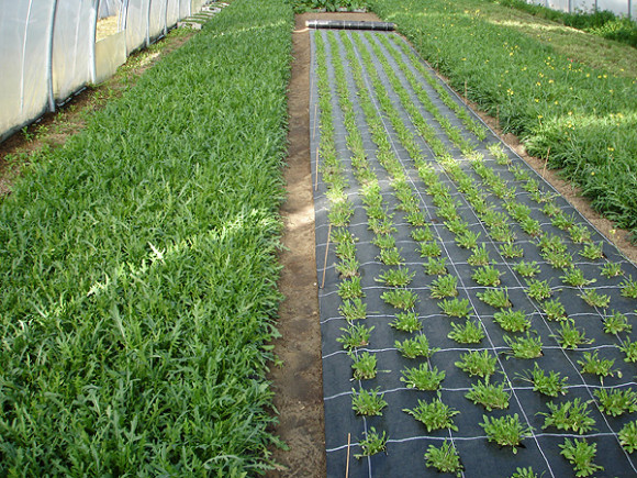 Агротекстиль Agrojutex 100г/м2 - 4.20x100м Агротекстиль Agrojutex 100г/м2 - 4.20x100м